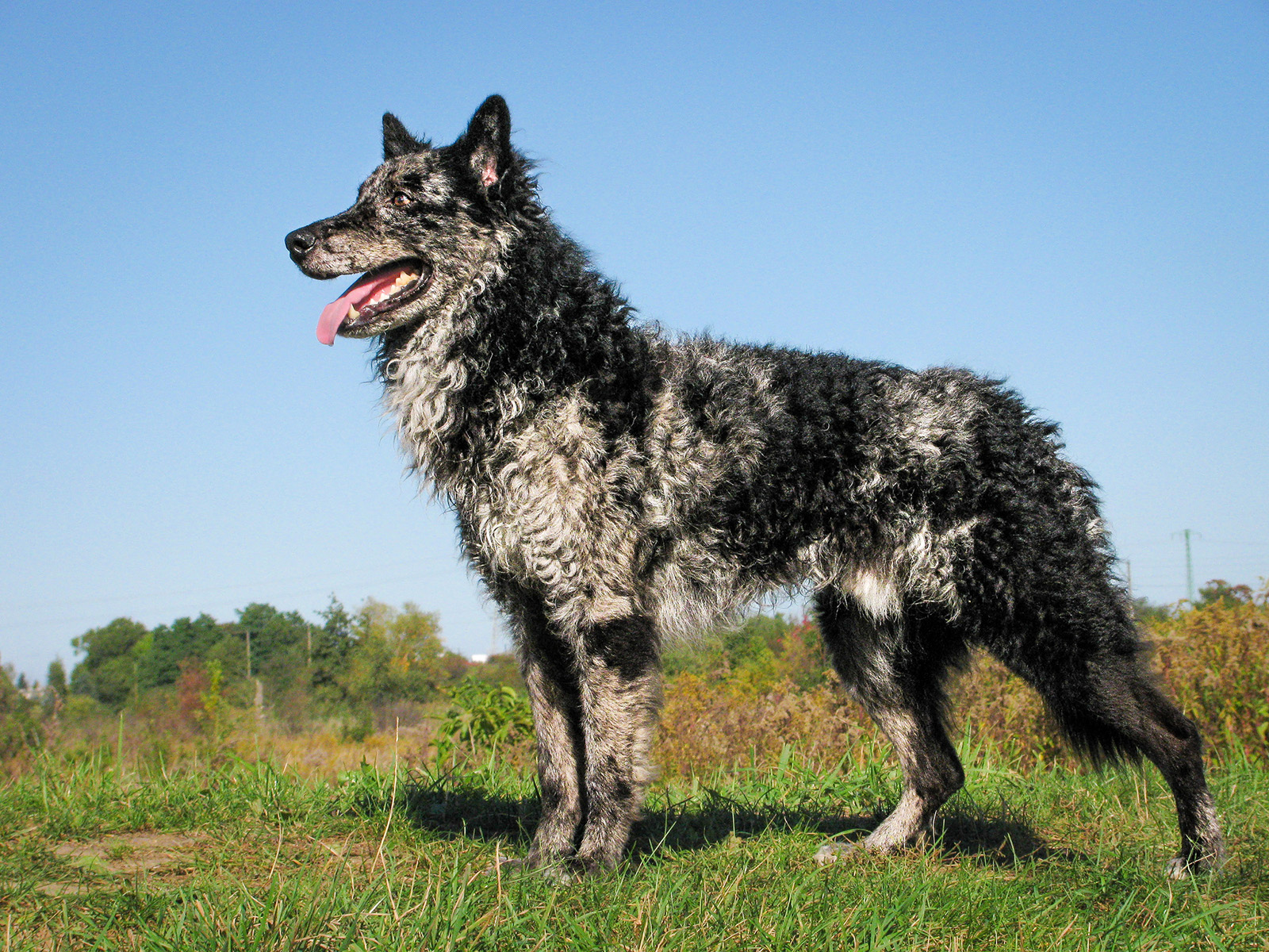 фото породы Муди