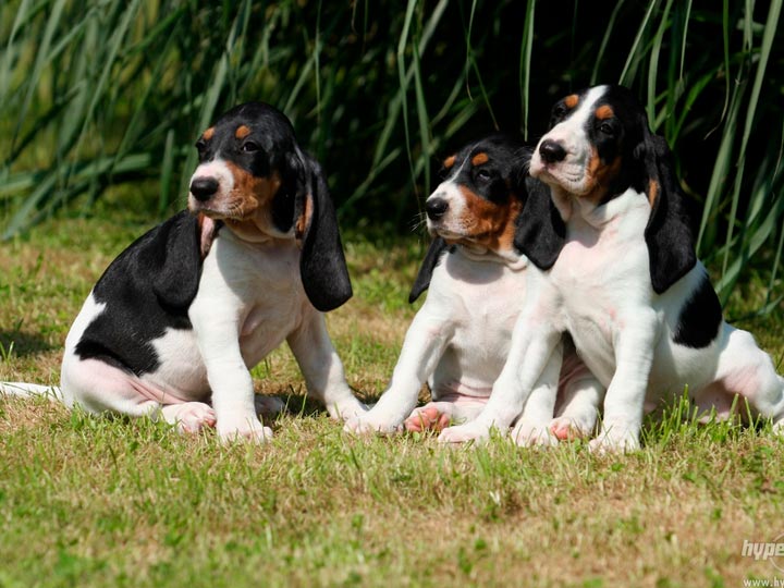 щенки породы Швейцарская гончая