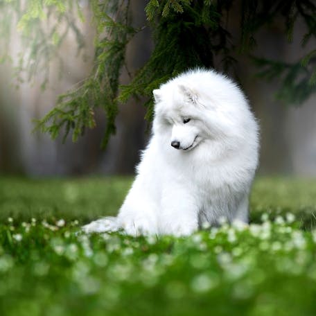 Самоедская собака: характеристика, описание, цена, фото | НайдиСобаку