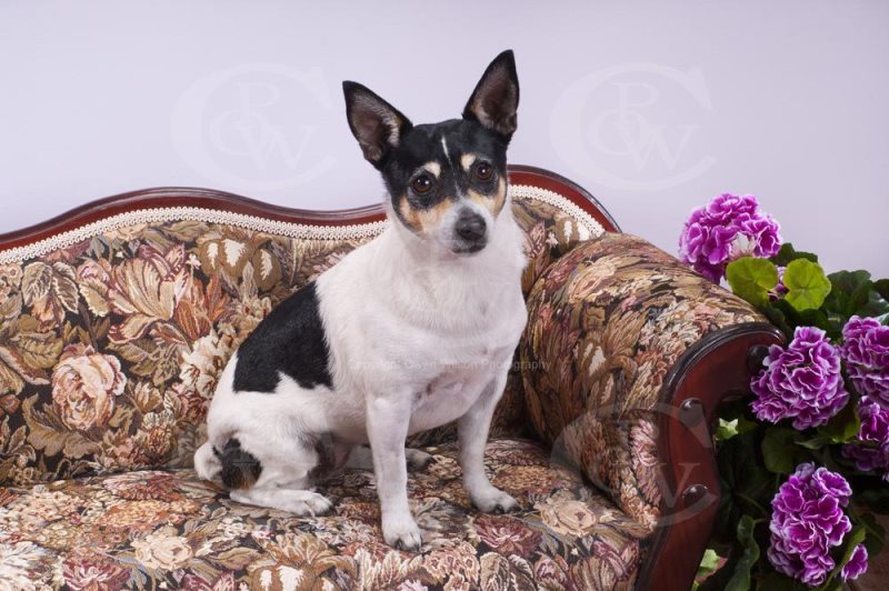 Тентерфилд-терьер