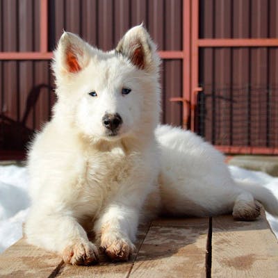 якутская лайка фото взрослая собака
