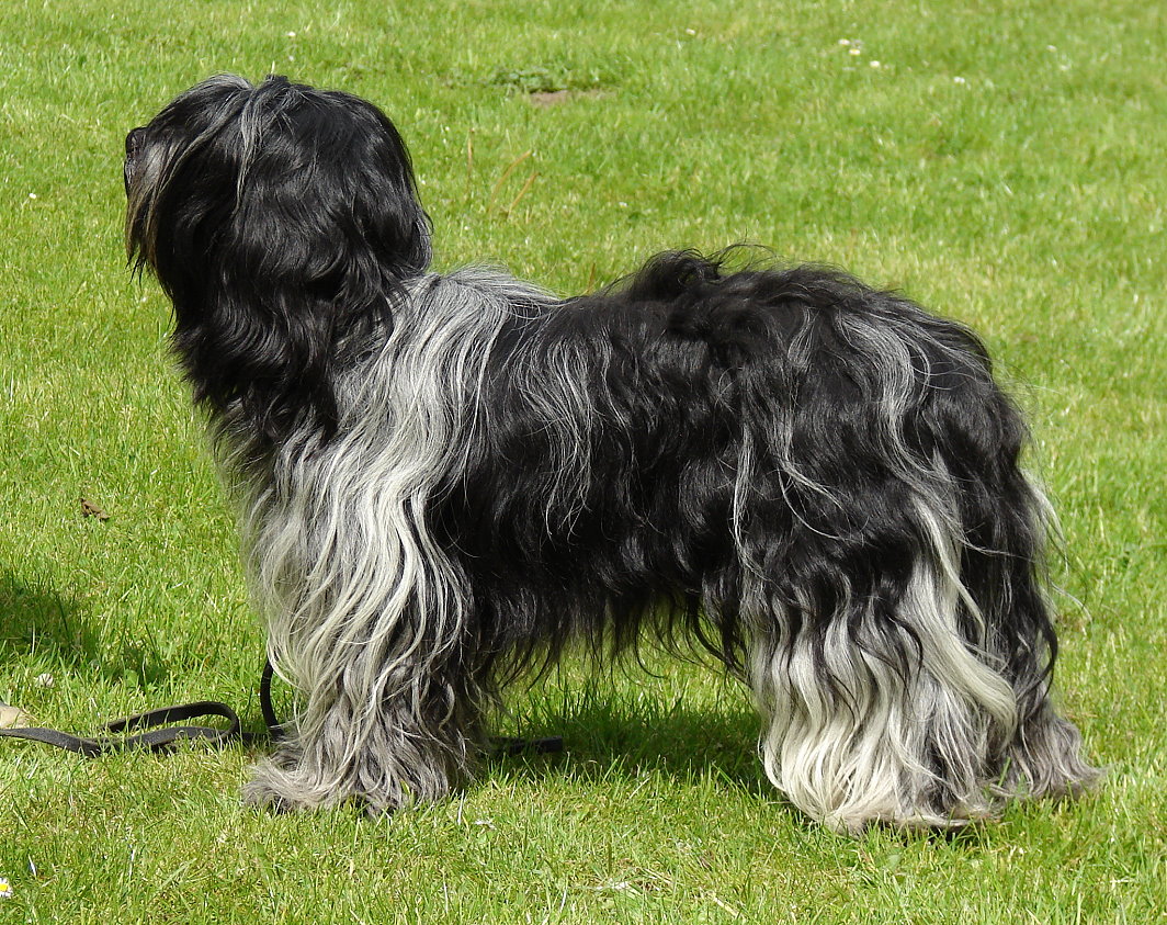 размер породы Шапендуа