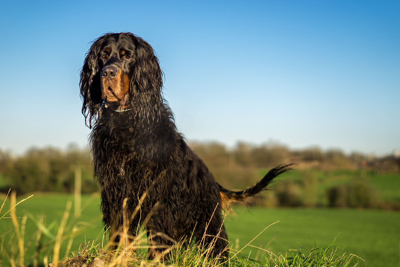 фото породы Шотландский сеттер