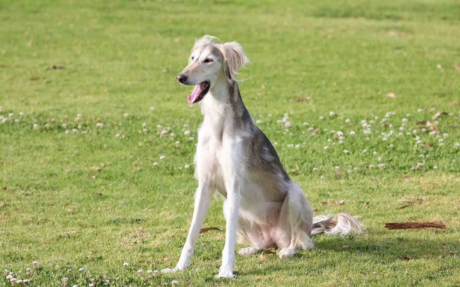 размер породы Тазы 