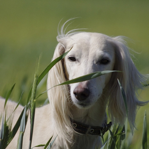 окрас породы Тазы