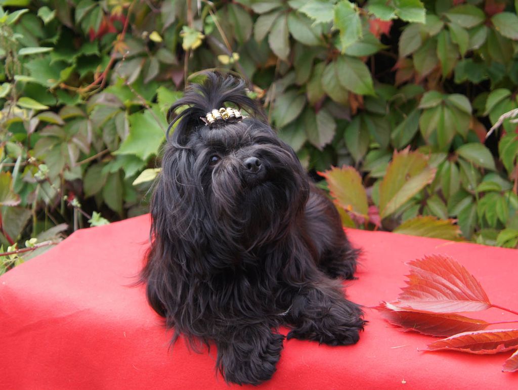 фото породы Русская цветная болонка 