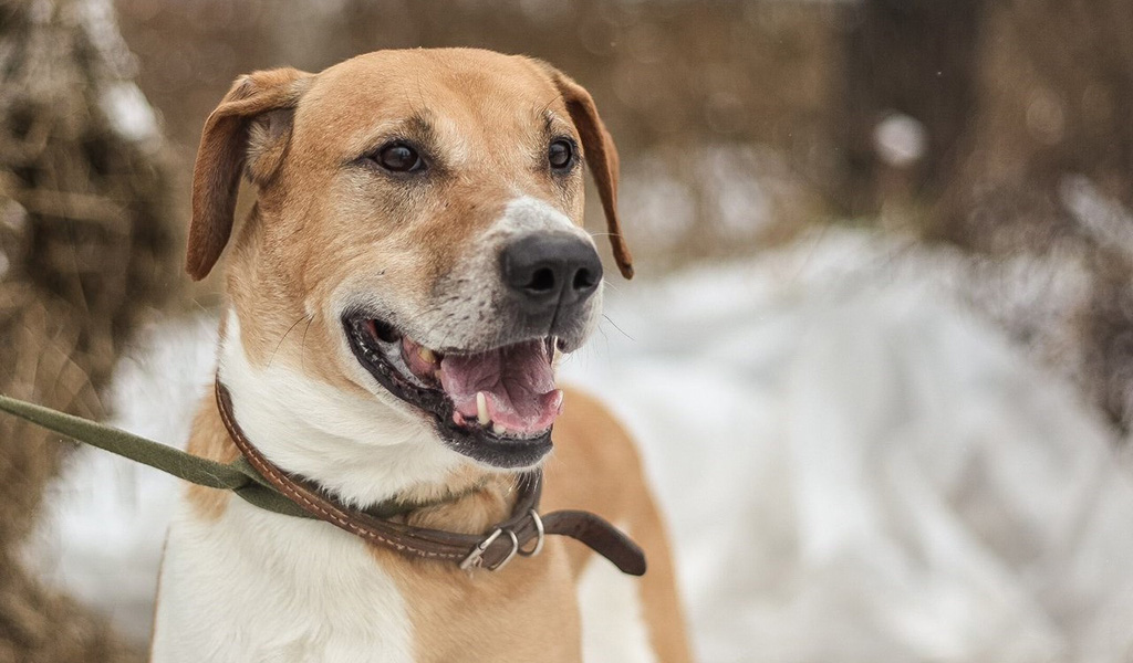фото собаки Русская гончая