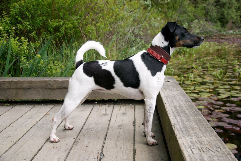 размер собаки Фокстерьер