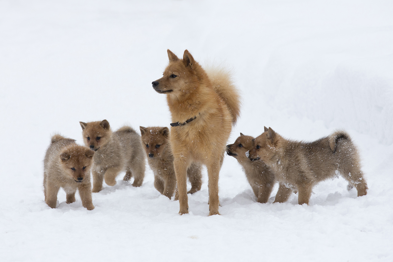 мама с щенками породы Финский шпиц