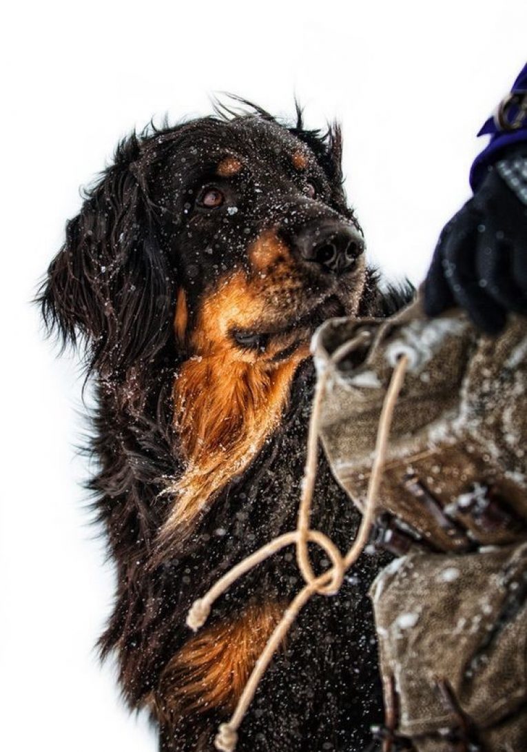 собака Ховаварт