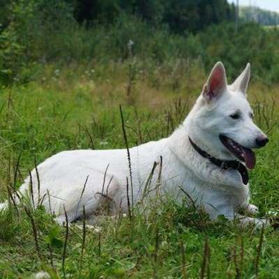 собака Шведский белый элкхунд