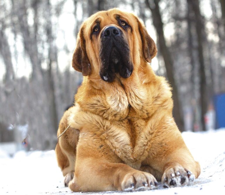 Испанский мастиф