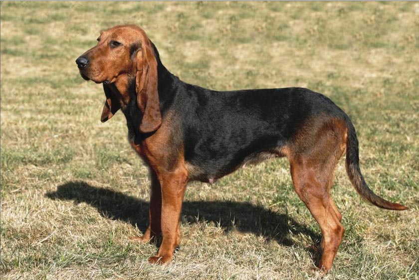 собака Малая швейцарская гончая