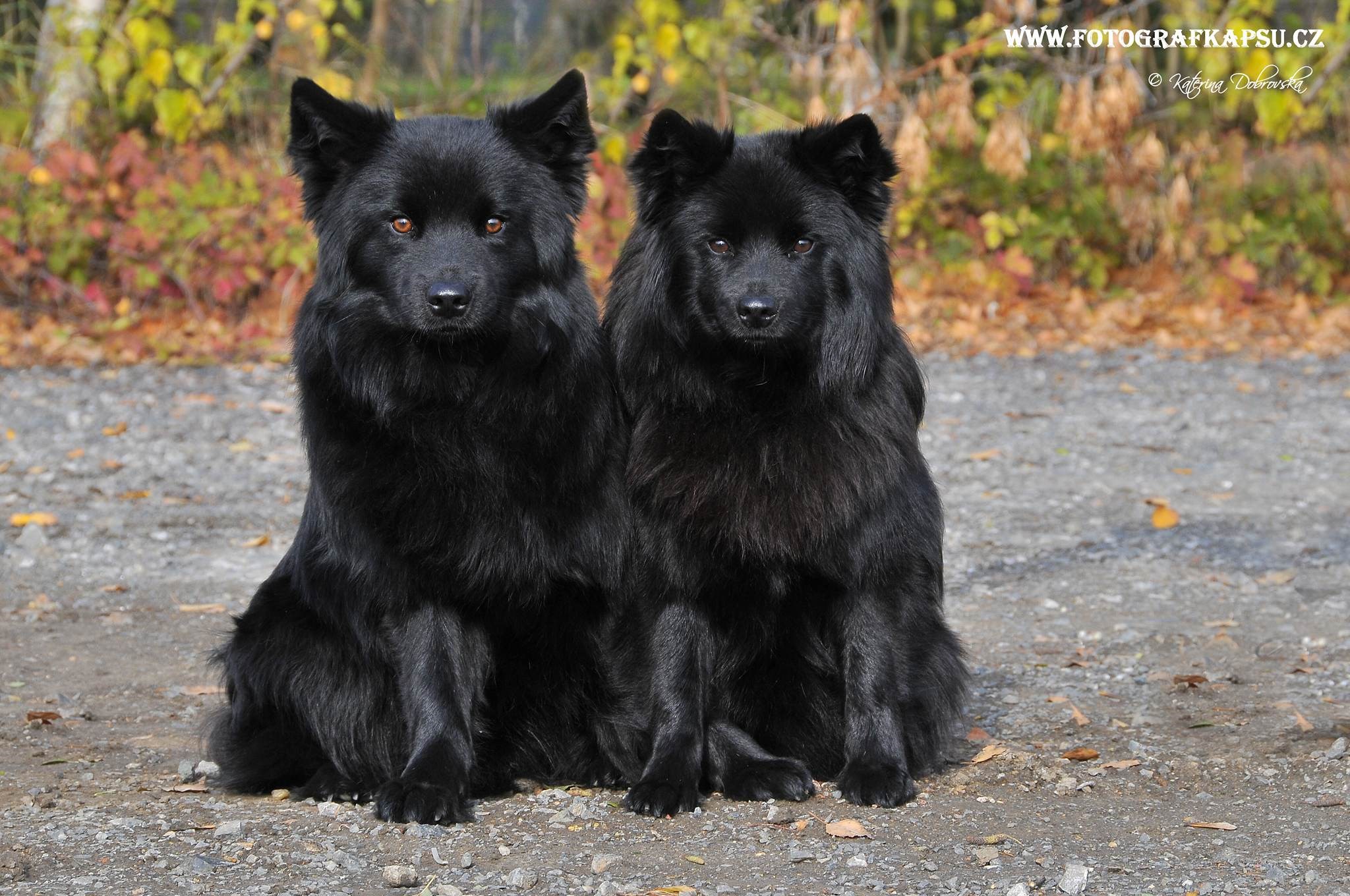 собаки Шведский лаппхунд