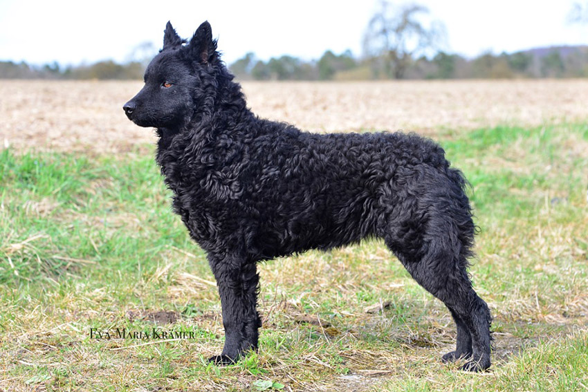 особенности собаки Хорватская овчарка