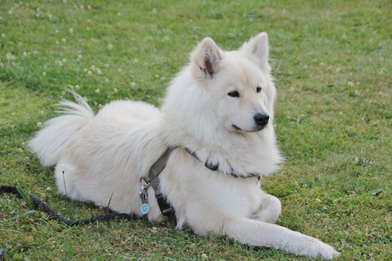 собака Евразиер