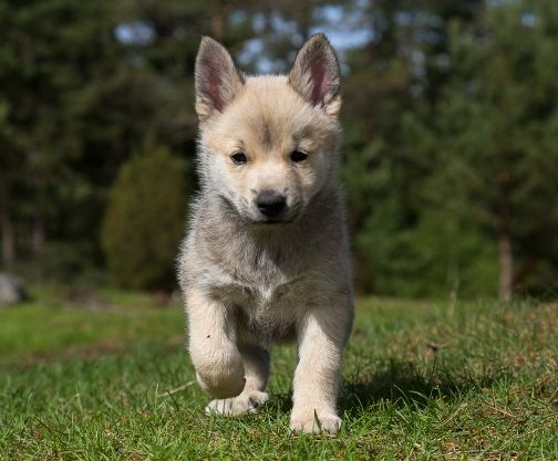щенок породы Норвежский бухунд
