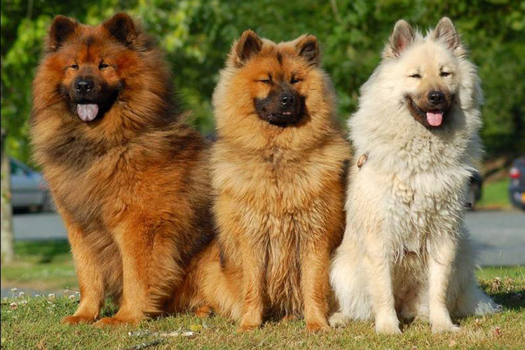 окрас породы Евразиер