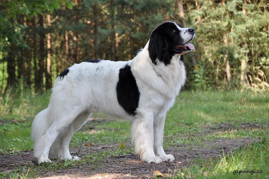 размер породы Ландсир