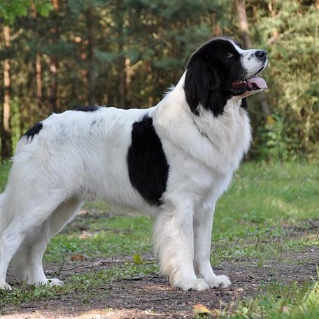 ландсир порода собак цена в россии