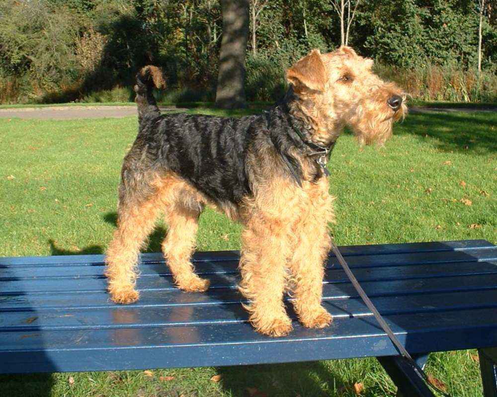 окрас породы вельштерьер