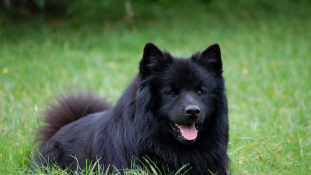 окрас породы Шведский лаппхунд