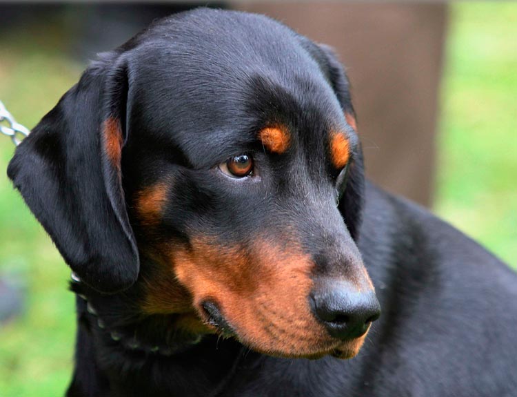 собака Словацкий копов