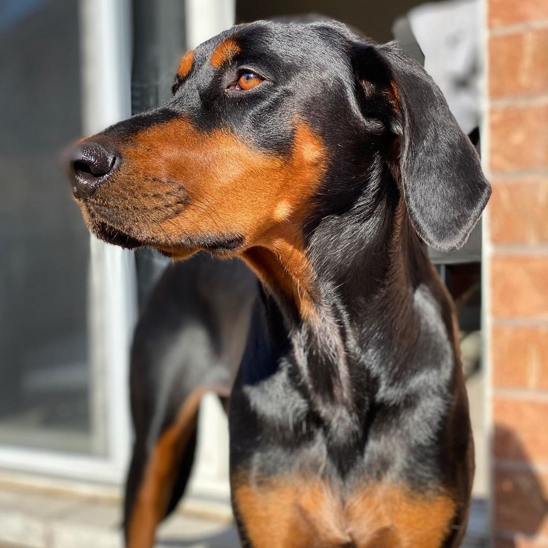 Трансильванская гончая: история породы, особенности и требования к содержанию