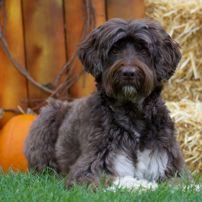 Португальская водяная собака