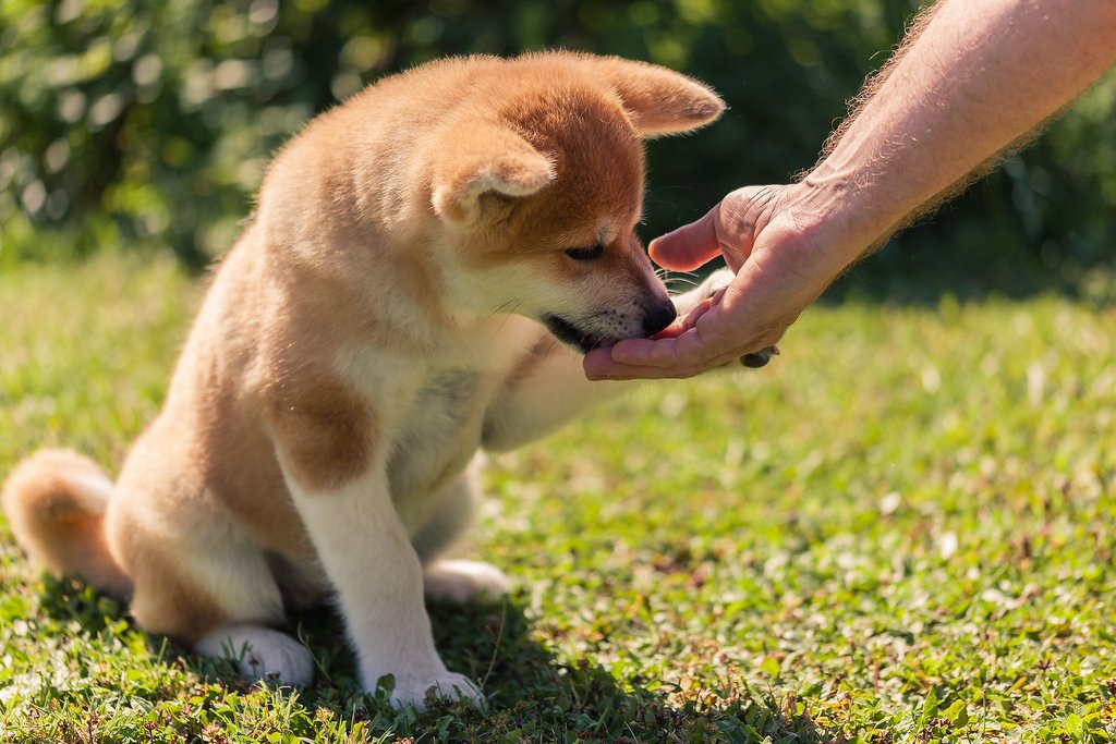 акита-ину воспитание