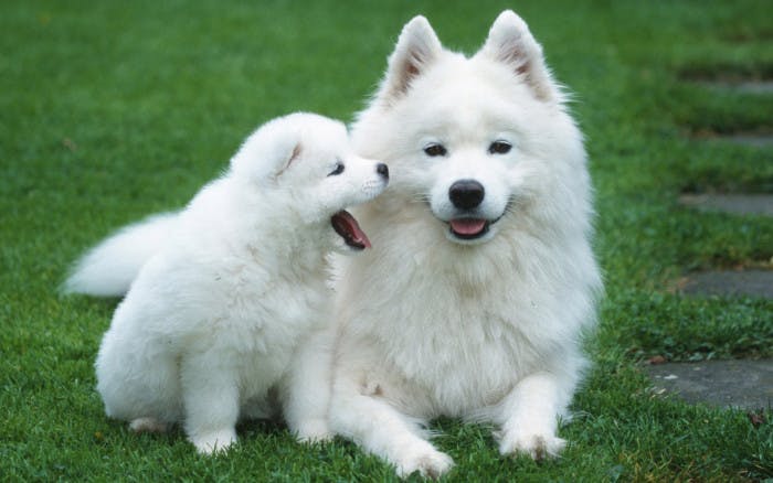 Американская эскимосская собака - фото, цена, описание, видео