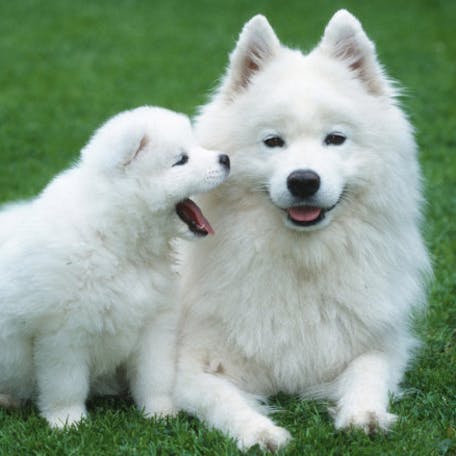 Американская эскимосская собака - фото, цена, описание, видео | Информация и советы для владельцев