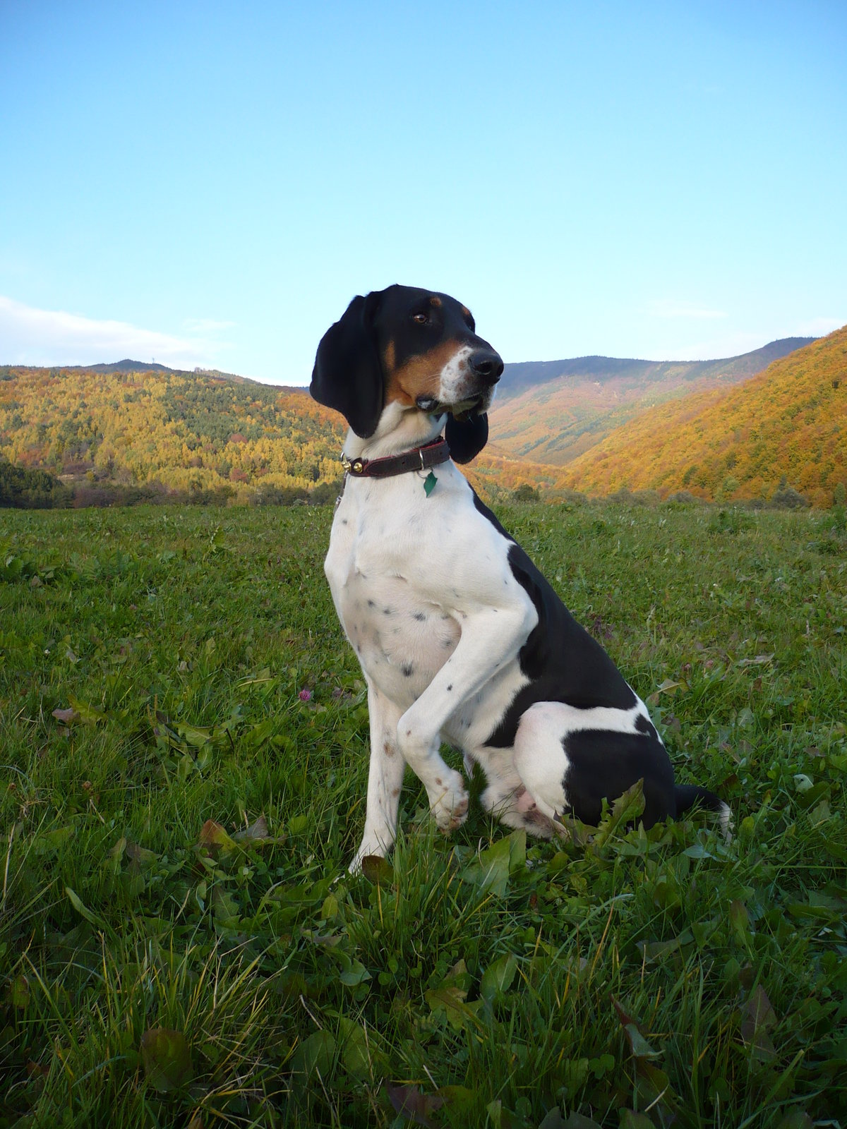 Швейцарская гончая