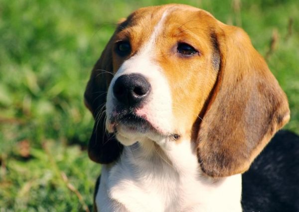 фото породы Финская гончая