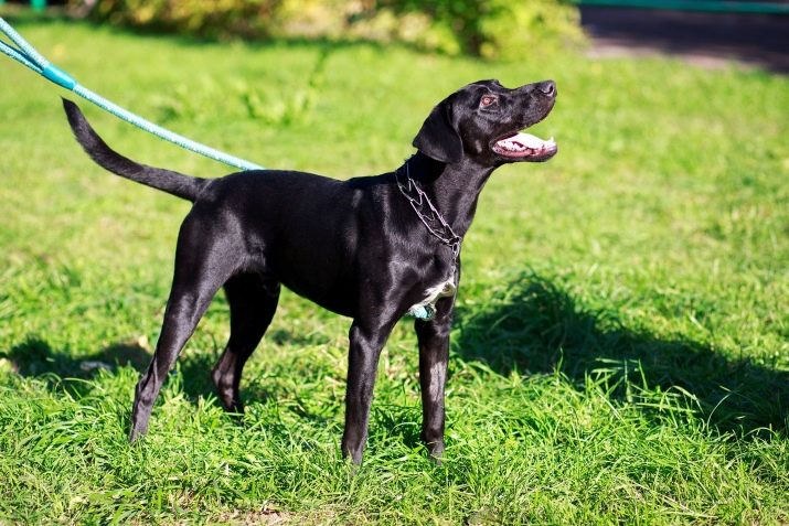 размер породы Майоркская овчарка