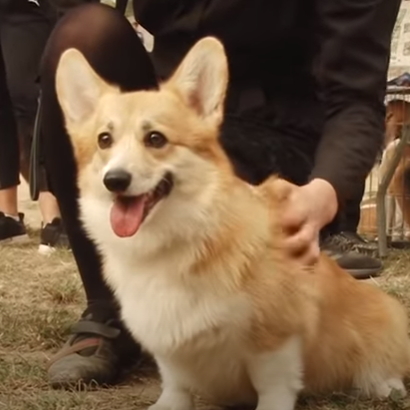 видео о вельш-корги пемброк