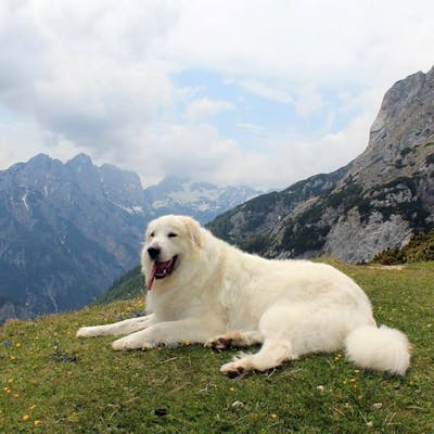 Пиренейская горная собака - все о породе