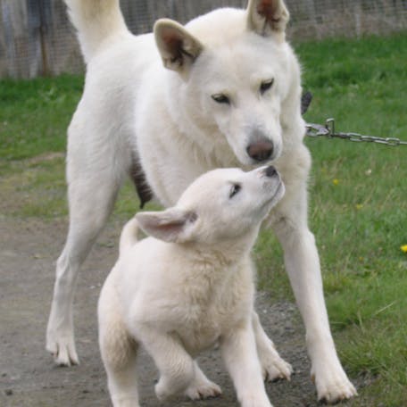 мама и щенок породы Шведский белый элкхунд