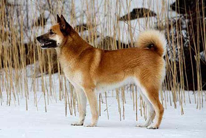 собака Хеллефорсхунд