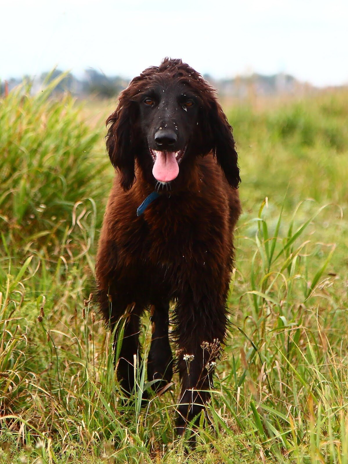 окрас породы Тайган