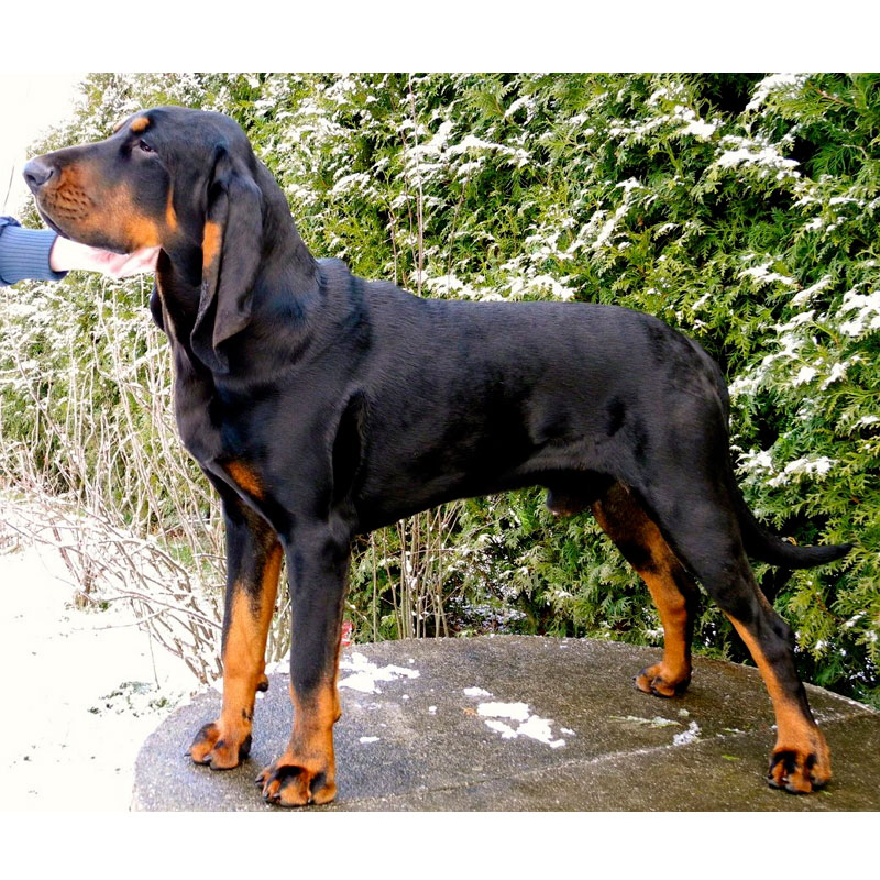 Черно-подпалый кунхаунд