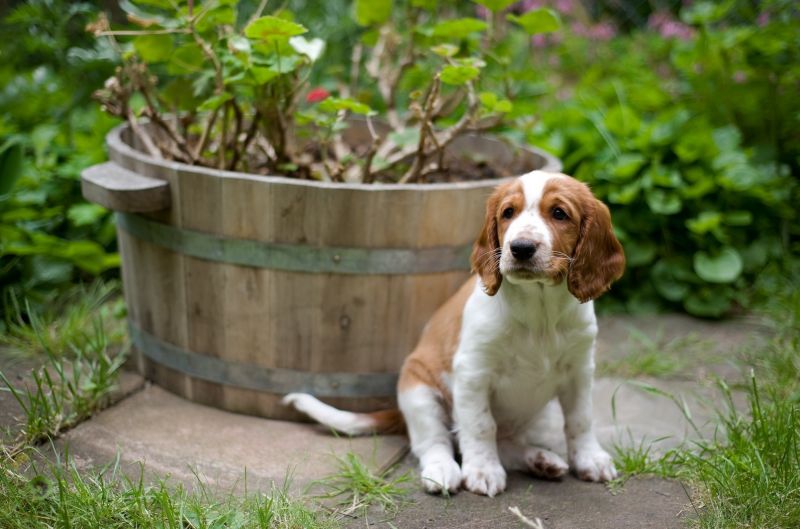 Породы собак средних размеров - ТОП 30 с фото и названием