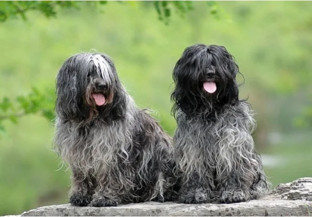 окрас породы