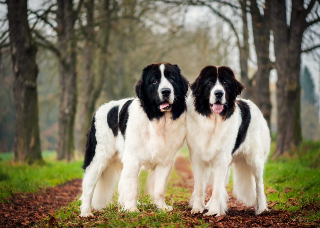 собаки породы Ландсир