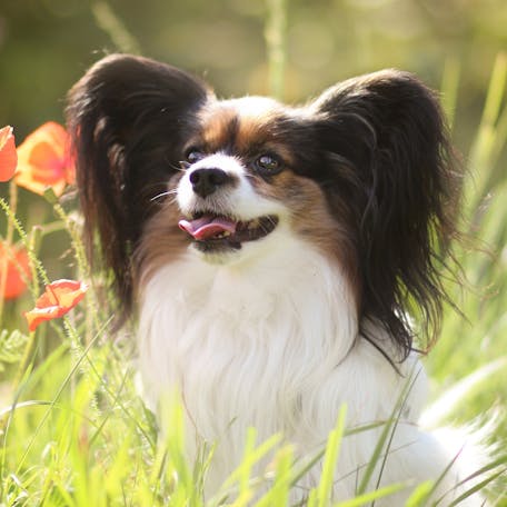 Фото собаки папильон: обаятельные портреты домашнего любимца
