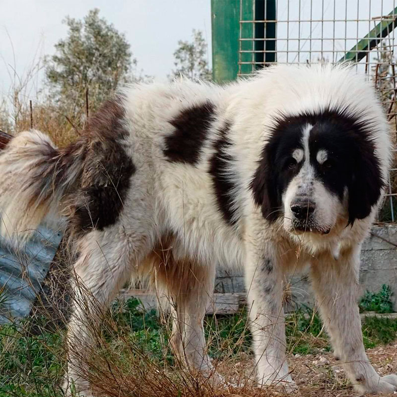 Греческая овчарка