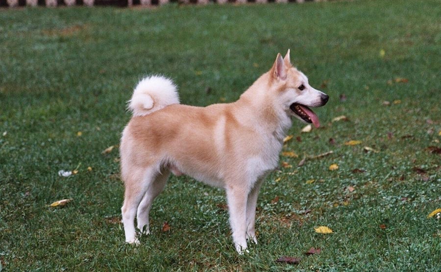 Окрас породы Хеллефорсхунд