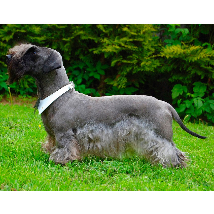 Чешский терьер