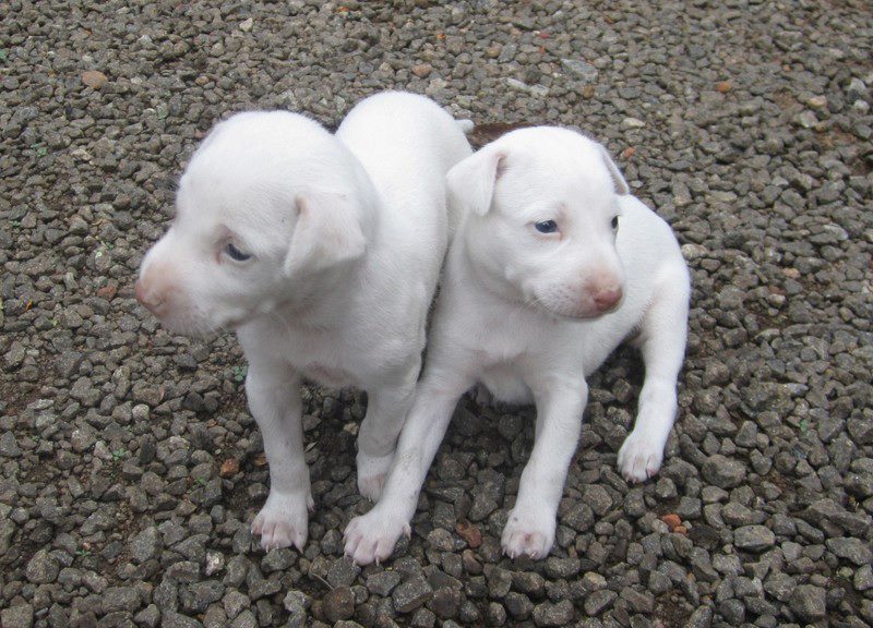 щенки породы Раджапалайям