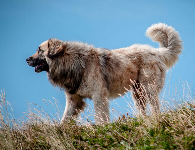 размер породы Румынская карпатская овчарка